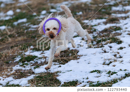 跑在雪的狗 122793440