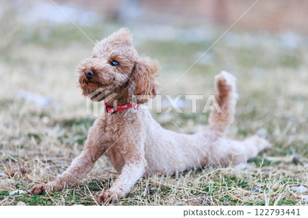 使用與狗奔跑的玩具獅子狗 122793441