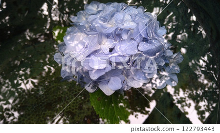 明月院的繡球花 明月院的繡球花 122793443