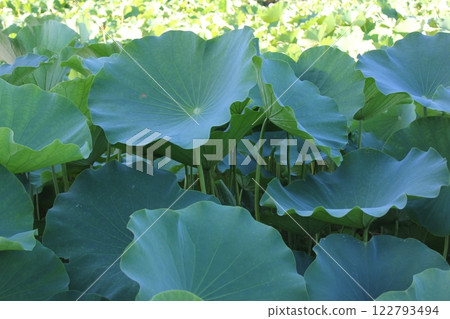 Lotus ・・・・・◦ LOTUS ◦・・・・・ Lotus ・・・・・◦ LOTUS ◦・・・・・ 122793494