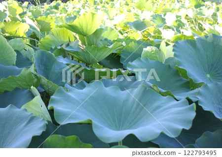 Lotus ◦・・・・・・◦ LOTUS ◦・・・・・・ Lotus ◦・・・・・・◦ LOTUS ◦・・・・・・ 122793495