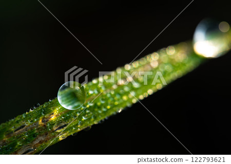 water drop on leaf 122793621
