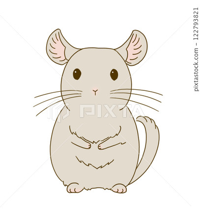 Chinchilla sitting and looking at you (beige) Chinchilla sitting and looking at you (beige) 122793821
