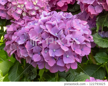 Hydrangea macrophylla purple flower heads close-up. 122793825