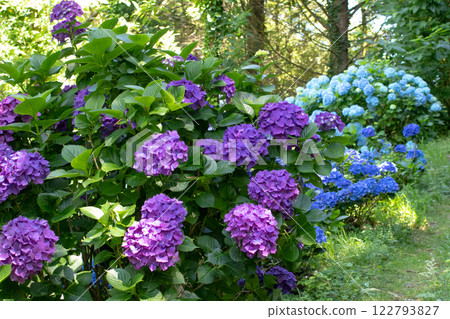 Dark purple and light blue hydrangea flowering plants in the forest garden 122793827