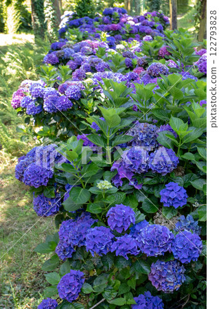 Dark blue hydrangea flowering plants Dark blue hydrangea flowering plants 122793828