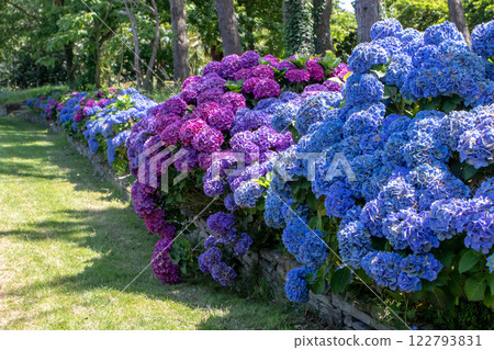 Hydrangea shrubs with purple and blue flowers garden hedge on the stone retaining wall. 122793831