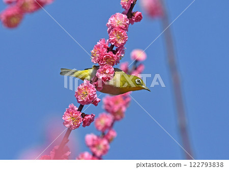 一隻繡眼鳥來到盛開的紅梅花叢中（春天圖）（動態圖） 122793838