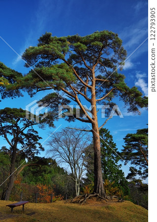 西行毛東信之松公園的秋日天空 122793905
