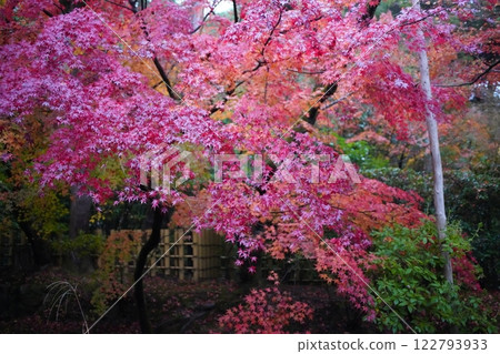 Autumn leaves at Ryoanji Temple, a shrine and temple in Kyoto Autumn leaves at Ryoanji Temple, a shrine and temple in Kyoto 122793933