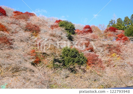 楓樹 紅楓 楓葉 122793948