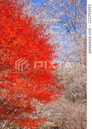 maple, yellow leafe, autumnal 122793953