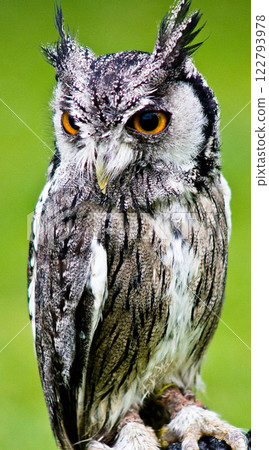 Wise owl with speckled plumage, long ears and orange eyes Wise owl with speckled plumage, long ears and orange eyes 122793978