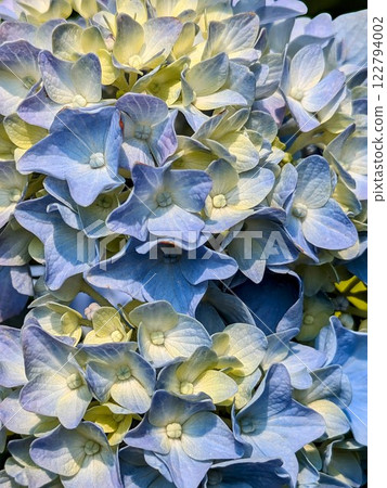 Blue hydrangea 122794002