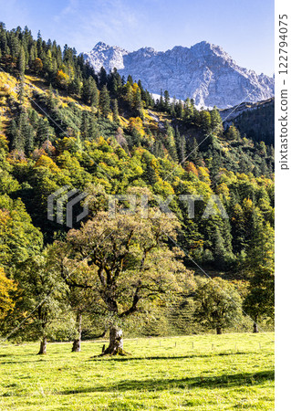 maple trees at Ahornboden, Karwendel mountains, Tyrol, Austria maple trees at Ahornboden, Karwendel mountains, Tyrol, Austria 122794075