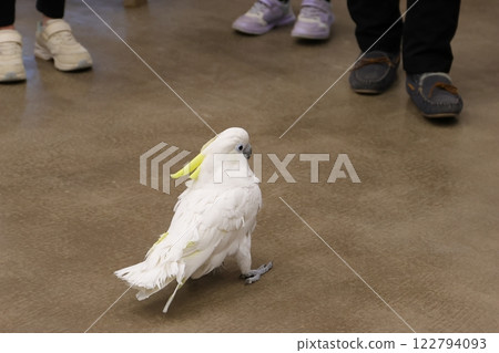 一隻葵花鳳頭鸚鵡在設施內自由漫步 一隻葵花鳳頭鸚鵡在設施內自由漫步 122794093