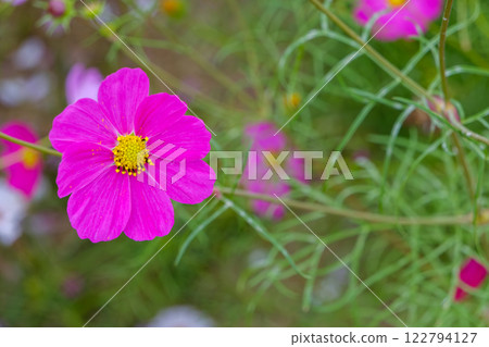 燦爛的粉紅色波斯菊花 122794127