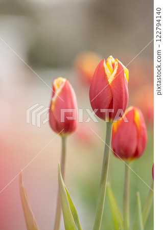 船橋安徒生公園的鬱金香 船橋安徒生公園的鬱金香 122794140