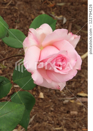 裝飾日本花園的美麗玫瑰 122794226