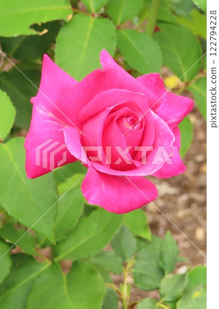 裝飾日本花園的美麗玫瑰 122794228