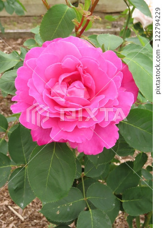 裝飾日本花園的美麗玫瑰 122794229