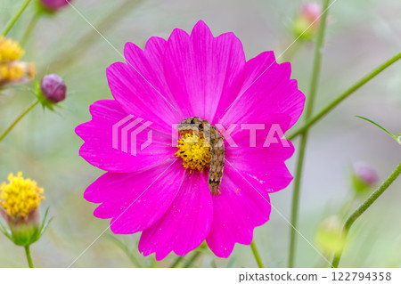 A caterpillar resting on a cosmos flower 122794358