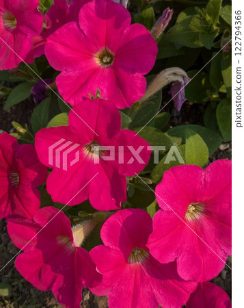 紅花	 122794366