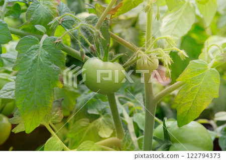 Green tomatoes is growing in a rustic garden. Vegetable culture. Growing tomato. Cottage garden. Sunny day. Green tomatoes is growing in a rustic garden. Vegetable culture. Growing tomato. Cottage garden. Sunny day. 122794373