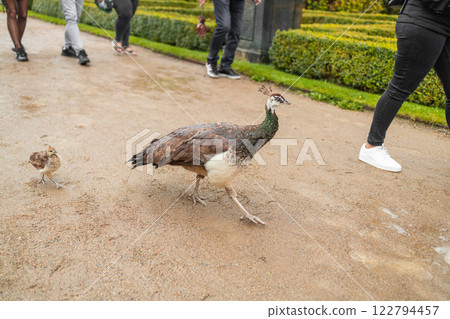 A white Indian peacock with a small cub carries its beautiful long tail in the garden of Prague Park in the Czech Republic. A white Indian peacock with a small cub carries its beautiful long tail in the garden of Prague Park in the Czech Republic. 122794457