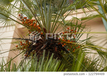 Oil Palm fruits with palm plantation background. 122794489