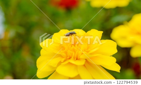 A small insect resting on a yellow marigold A small insect resting on a yellow marigold 122794539