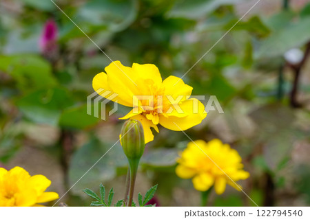 Gorgeous yellow marigolds Gorgeous yellow marigolds 122794540