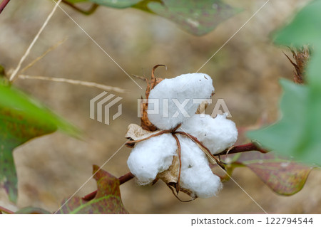 Fluffy cotton seeds 122794544