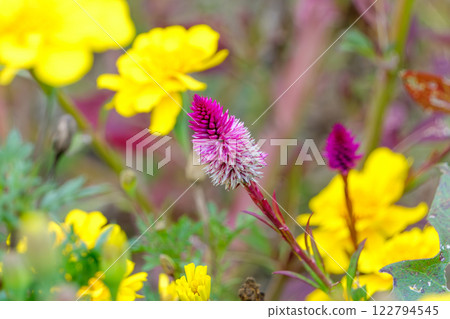 雞冠花和萬壽菊裝飾的秋季花園 122794545