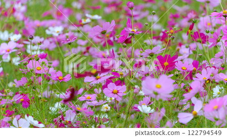 A field of colorful cosmos 122794549
