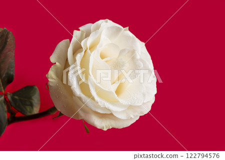 Roses on a bright background red and white. Mother's Day, birthday. Roses on a bright background red and white. Mother's Day, birthday. 122794576