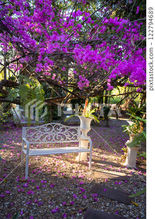 A vintage white chair, surrounded by the beauty of pink bougainvillea flowers in the evening, perfect for relaxing A vintage white chair, surrounded by the beauty of pink bougainvillea flowers in the evening, perfect for relaxing 122794689