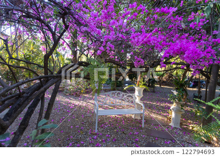 A vintage white chair, surrounded by the beauty of pink bougainvillea flowers in the evening, perfect for relaxing 122794693