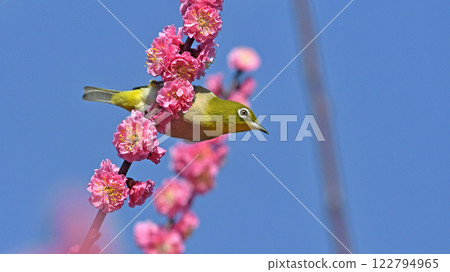 A white-eye has arrived at the blossoming red plum tree (spring image) (dynamic image) 122794965