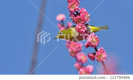 A white-eye has arrived at the blossoming red plum tree (spring image) (dynamic image) 122794966