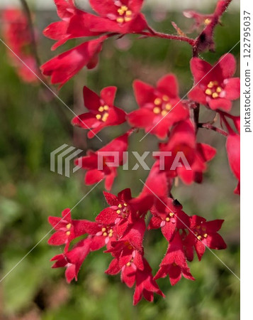 Red flower coral 122795037