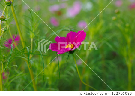 Cosmos cosmos shining in the autumn sky 122795086