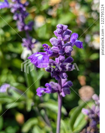 Purple flowers blooming in the spring garden 122795124