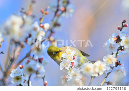 White plum blossoms in full bloom and a refreshing spring sky - Japanese white-eye White plum blossoms in full bloom and a refreshing spring sky - Japanese white-eye 122795138