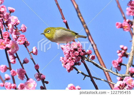 A white-eye on a red plum blossom in full bloom (spring image) (heartwarming image) A white-eye on a red plum blossom in full bloom (spring image) (heartwarming image) 122795455