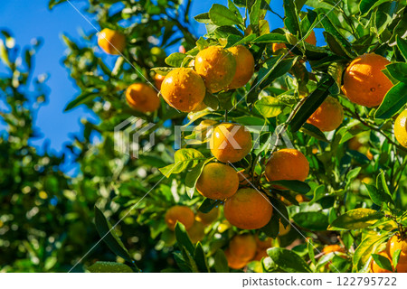 Hanging tangerines (blue sky background) Hanging tangerines (blue sky background) 122795722