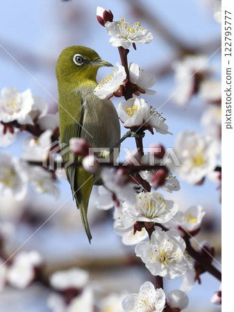 盛開的繡眼鳥（春天圖像）（春天天氣小圖像） 122795777