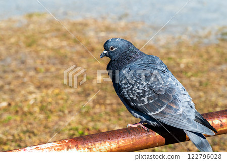 我在公園遇見的鴿子 122796028