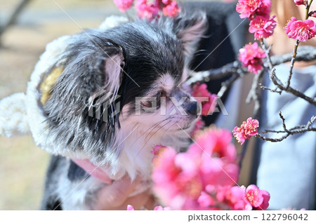 Plum blossoms in full bloom and a cute chihuahua A woman holding her pet dog 122796042