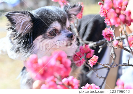 Plum blossoms in full bloom and a cute chihuahua A woman holding her pet dog 122796043